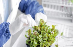 Un shock eléctrico para potenciar semillas