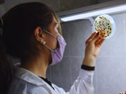 Banano: INTA evalúa control biológico para reducir fungicidas