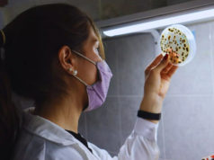 Banano: INTA evalúa control biológico para reducir fungicidas