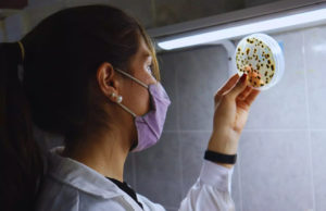 Banano: INTA evalúa control biológico para reducir fungicidas