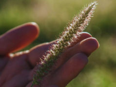 Buffel grass: una alternativa estratégica para la ganadería
