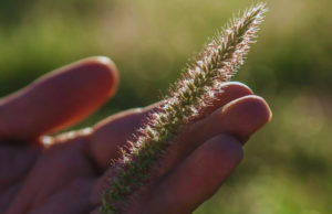 Buffel grass: una alternativa estratégica para la ganadería