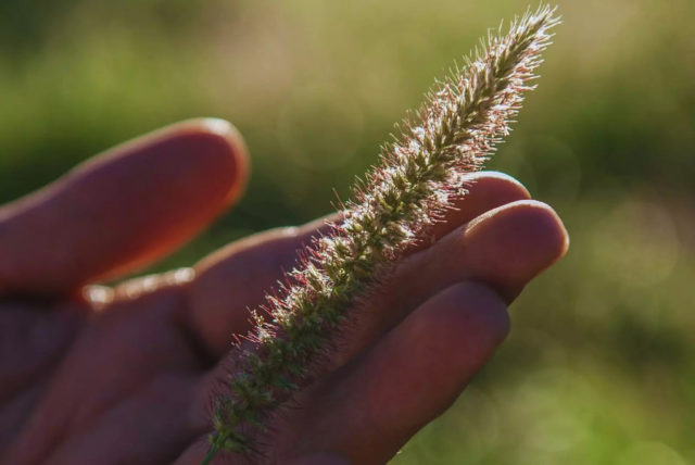 controlbiologico.jpg (1)