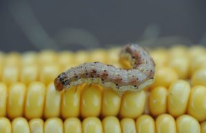 Recomendaciones para reforzar el manejo integrado de plagas