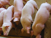 El uso de efluentes porcinos mostró resultados positivos en soja