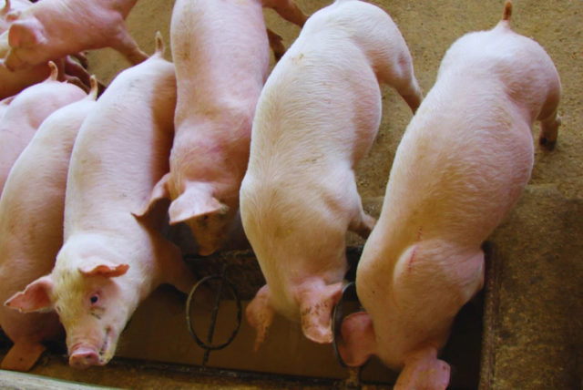 efluentes-porcinos-2-1536x1027.jpg (1)