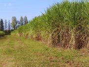 Fertilización con nitrógeno para maximizar la producción