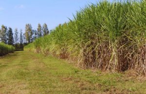 Fertilización con nitrógeno para maximizar la producción