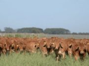 Diagnóstico del ciclo ganadero argentino