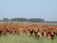Diagnóstico del ciclo ganadero argentino