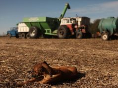 Hidatidosis: medidas de prevención en producciones pecuarias