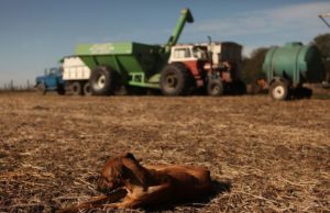 Hidatidosis: medidas de prevención en producciones pecuarias