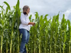 Última llamada para el maíz: la siembra tardía