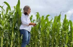 Última llamada para el maíz: la siembra tardía
