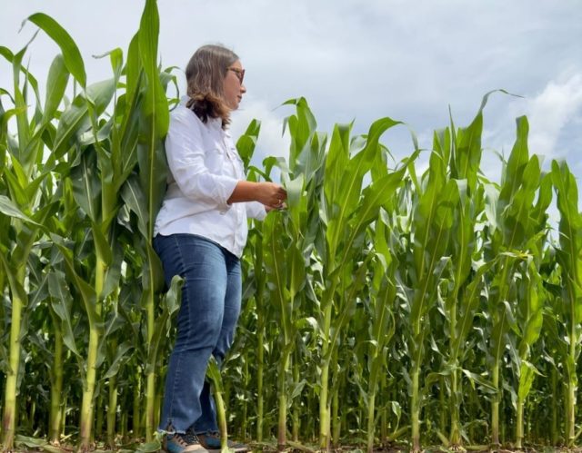 illinois semillas maiz 1