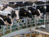 Nueva línea de créditos para tambos y recría bovina