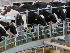 La competencia por las exportaciones es feroz