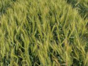 Avances científicos del INTA en fertilización nitrogenada