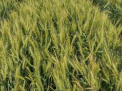 Avances científicos del INTA en fertilización nitrogenada