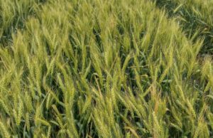 Avances científicos del INTA en fertilización nitrogenada