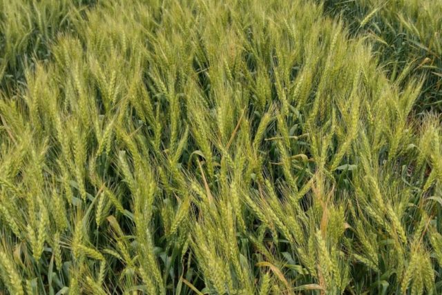 nanofertilizantesd_2