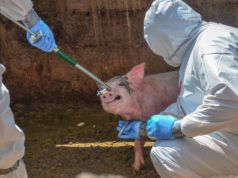 Frentes para el sector porcino: sanidad, mercado y capitales