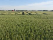 Una plataforma estratégica de innovación agropecuaria