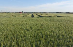 Una plataforma estratégica de innovación agropecuaria