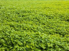 SpeedGrow Intenzia: un bioestimulante de alta eficiencia