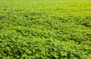 SpeedGrow Intenzia: un bioestimulante de alta eficiencia