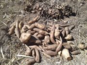 El yacón gana lugar en la agenda productiva de Jujuy