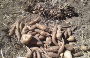 El yacón gana lugar en la agenda productiva de Jujuy