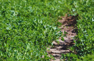 El INTA presentó tres nuevas alfalfas