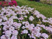 Floricultura: el INTA lanzó nuevas variedades de glandularias