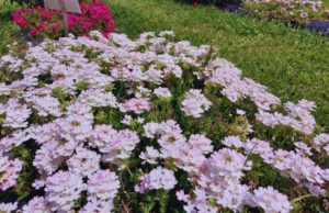 Floricultura: el INTA lanzó nuevas variedades de glandularias