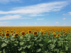 Progresa la cosecha del girasol