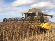 Las lluvias retrasan la cosecha de girasol