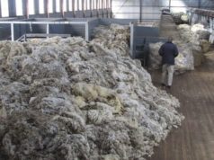 La lana ovina podrá exportarse directamente desde el campo