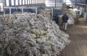 La lana ovina podrá exportarse directamente desde el campo