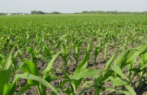 El maíz bajo “condiciones adecuadas”