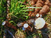 Evalúan nuevas variedades de mandioca para consumo e industria