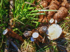 Evalúan nuevas variedades de mandioca para consumo e industria