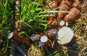 Evalúan nuevas variedades de mandioca para consumo e industria