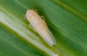 La chicharrita condiciona al maíz