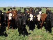 2025, gran año para los novillos