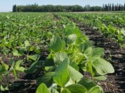 La soja espera por nuevas lluvias