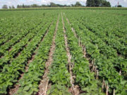 La soja pide lluvias