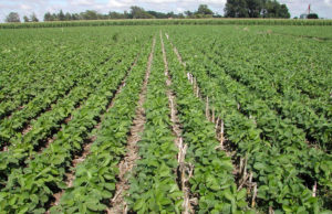 La soja pide lluvias