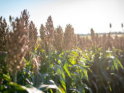 El sorgo emerge como alternativa energética para cerdos