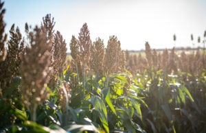 El sorgo emerge como alternativa energética para cerdos